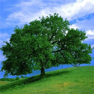 2023年新澳门今晚开特马