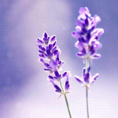 bat365官网登录入口手机app下载